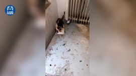 Kedi ve köpekler ölüme böyle terk edildi