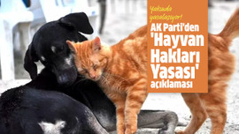 AK Parti'den 'Hayvan Hakları Yasası' açıklaması