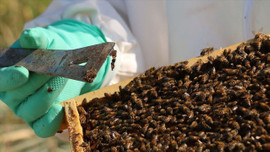 Propolis, Kovid-19 hastalarının iyileşmesinde