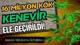 16 milyon kök kenevir bitkisi ele geçirildi!