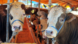 10 soruda vekaletle kurban kesimi