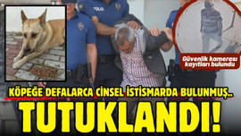 Köpeğe cinsel istismar: Şüpheli tutuklandı