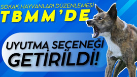 Sokak hayvanları düzenlemesi Meclis'e sunuldu!