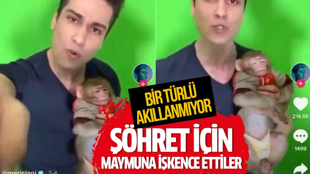 Şöhret için maymuna işkence ettiler