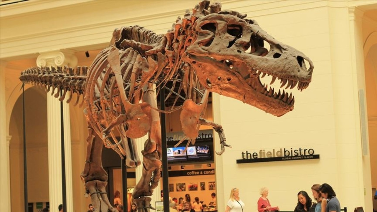 "Stan" adlı T-rex iskeleti satışa çıkarıldı