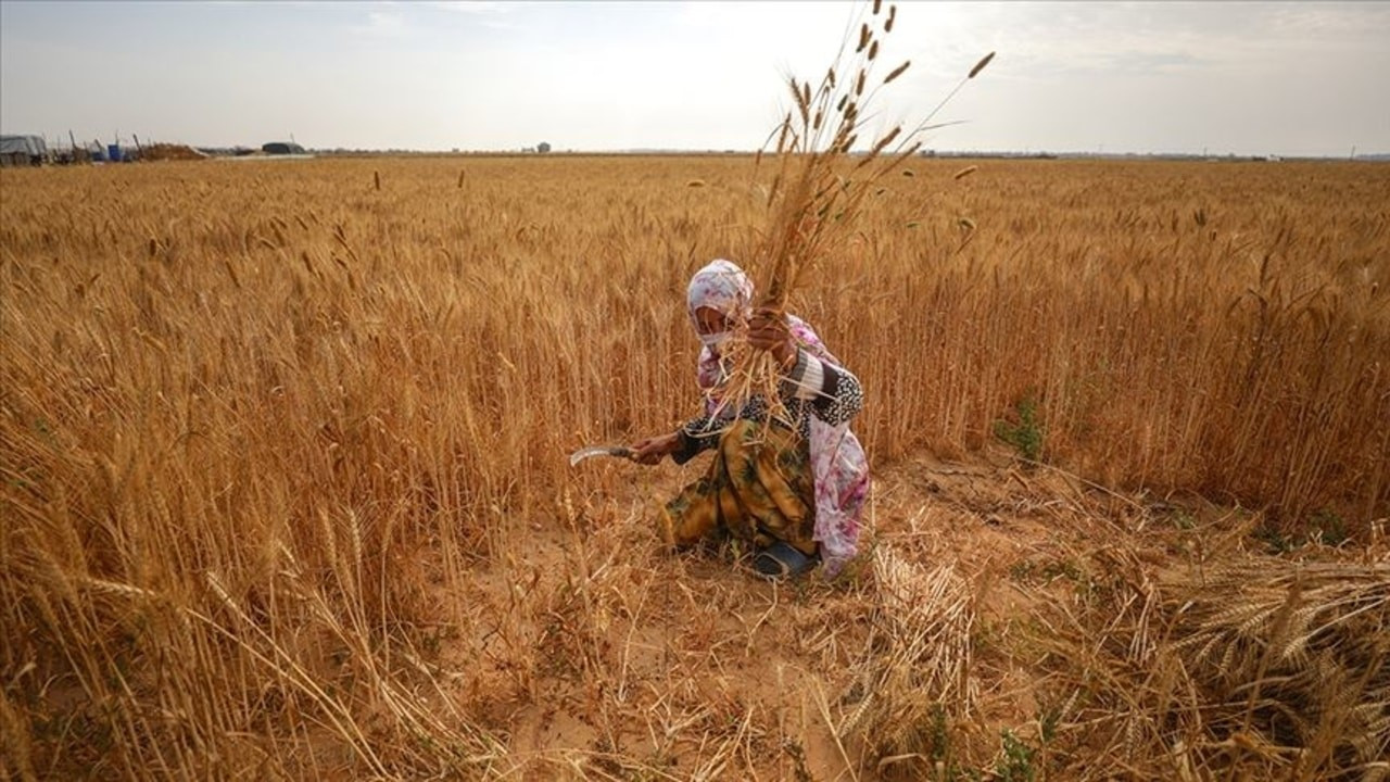 İsrail Gazzeli kadın çiftçileri de hedef alıyor