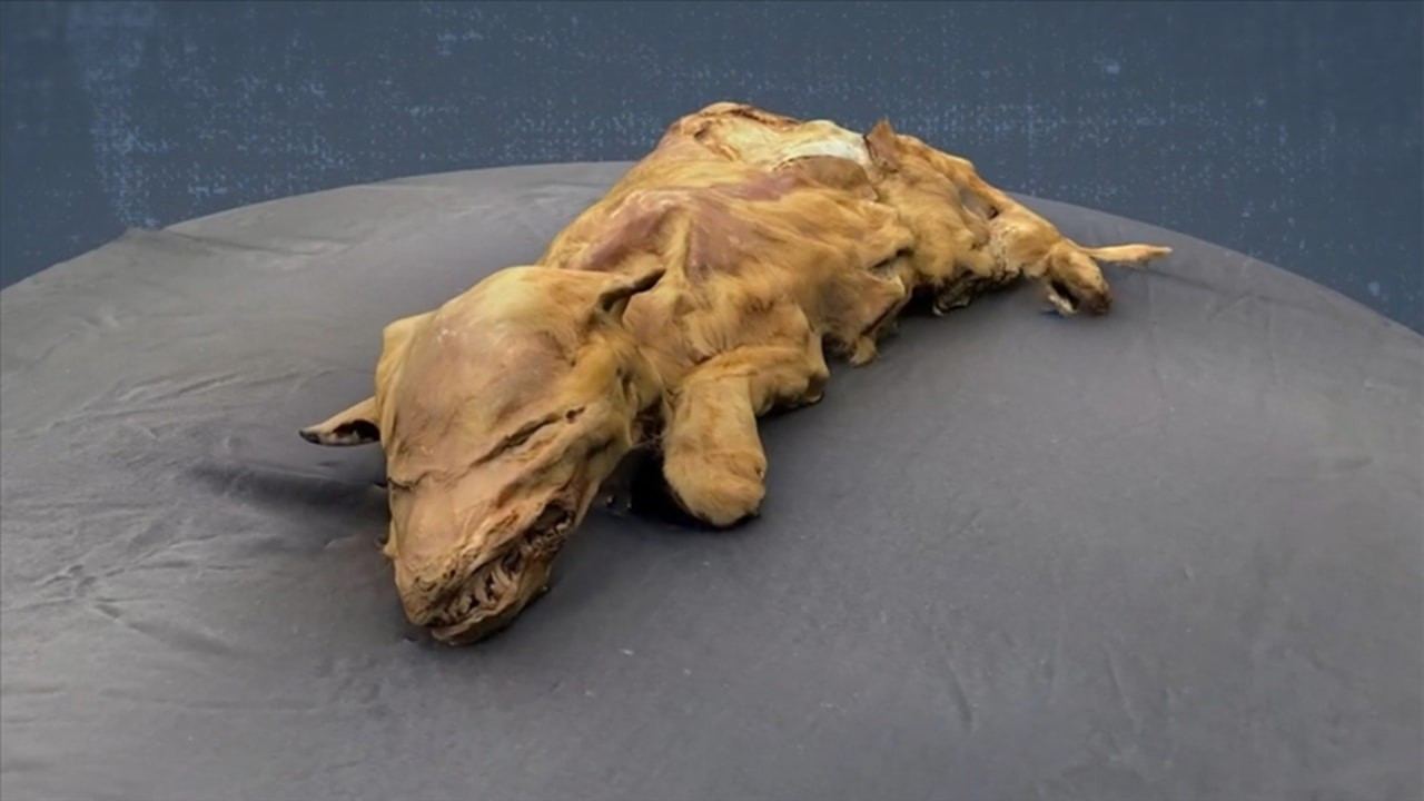 Kanada'da 57 bin yıllık yavru kurt fosili bulundu