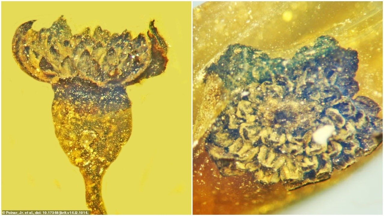 100 milyon yıl öncesine ait çiçek türü keşfedildi