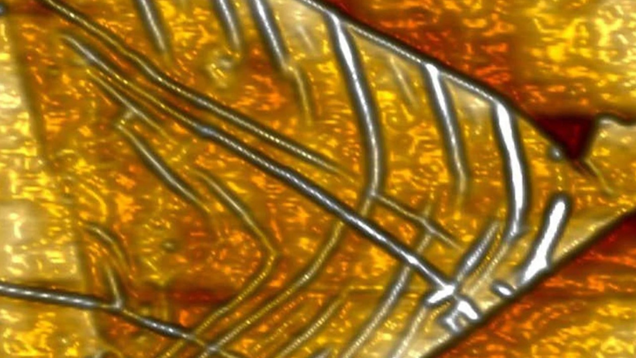 Dünyanın en küçük mikroçipini tasarlandı