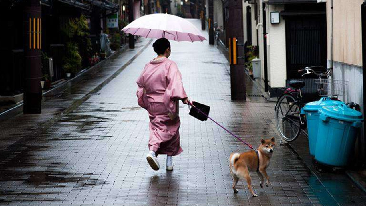 Japonya'da köpek çişleri trafik ışığını yıktı