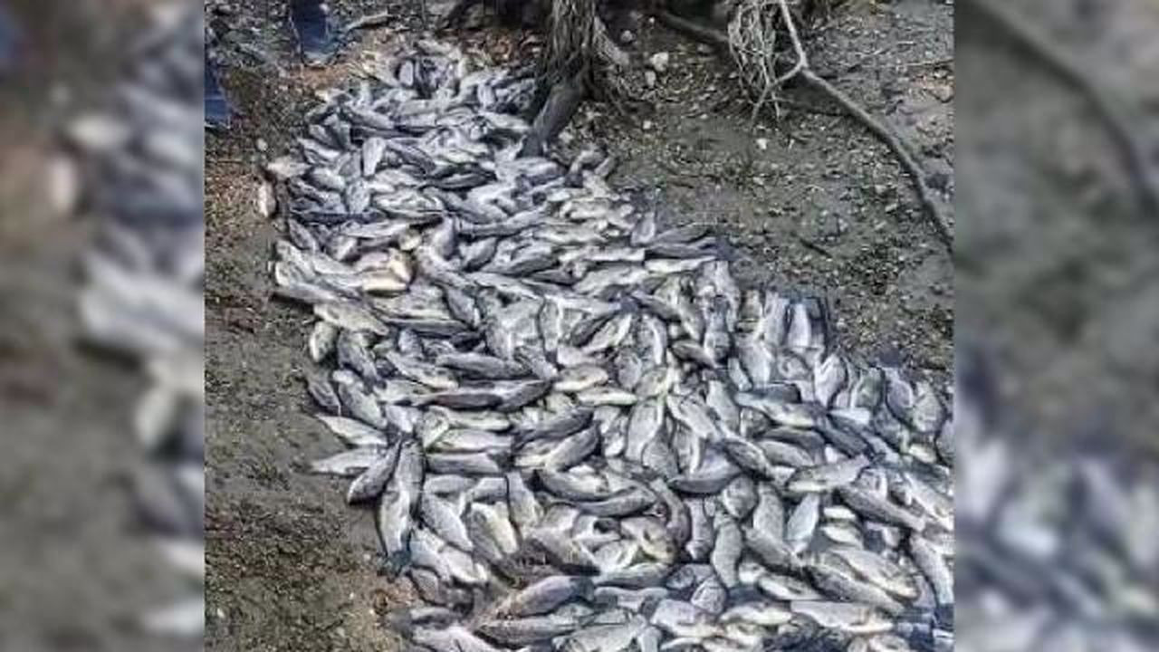 Bursa'da balık ölümlerine soruşturma