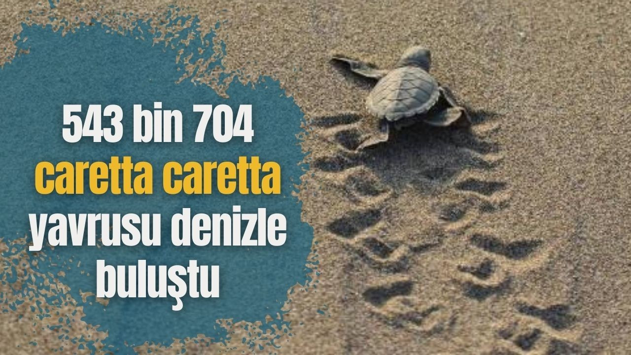 543 bin 704 caretta caretta yavrusu denizle buluşt