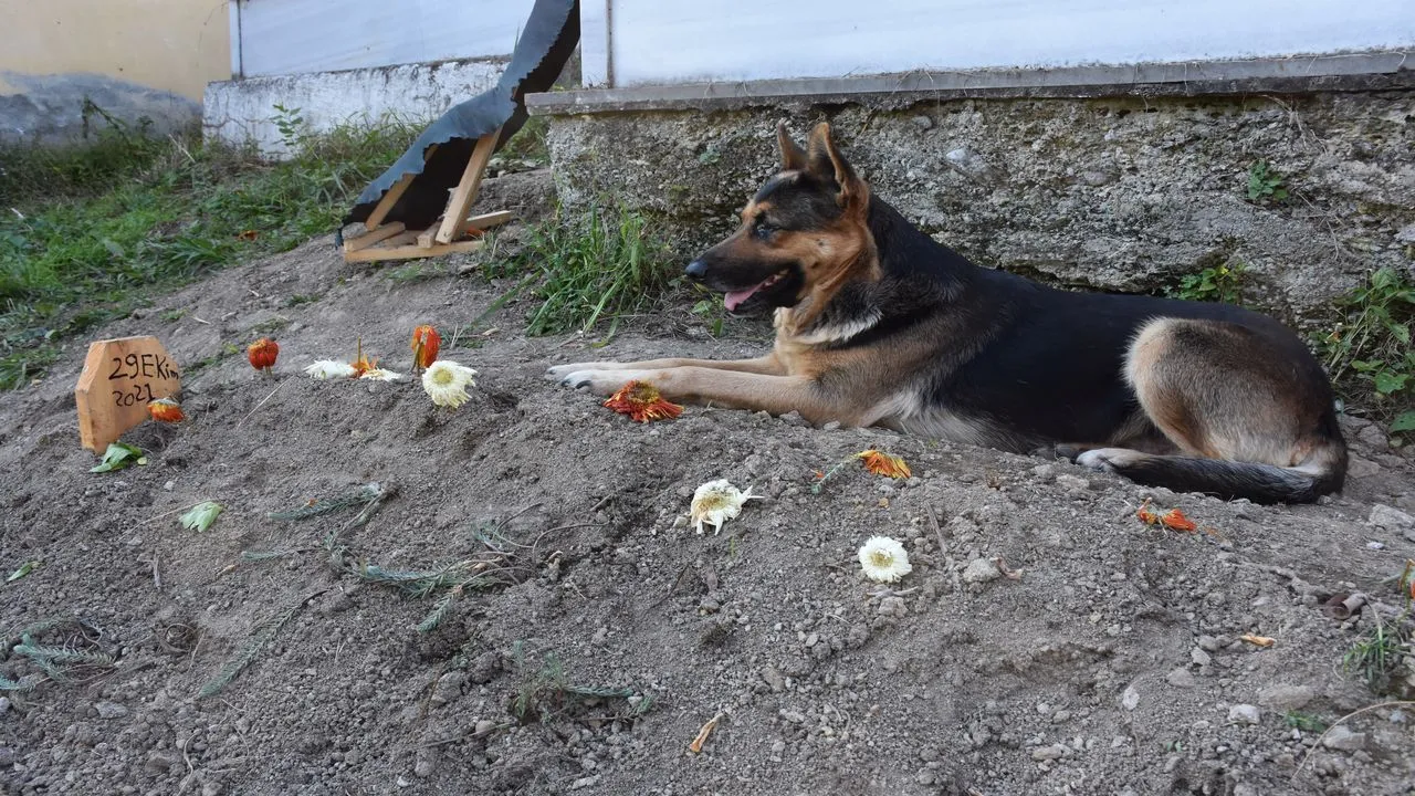 Trabzon'da sahibi vefat eden köpek mezarın başından ayrılmıyor