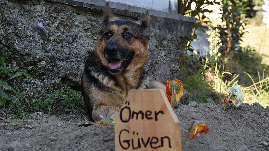 Trabzon'da sahibi vefat eden köpek mezarın başından ayrılmıyor