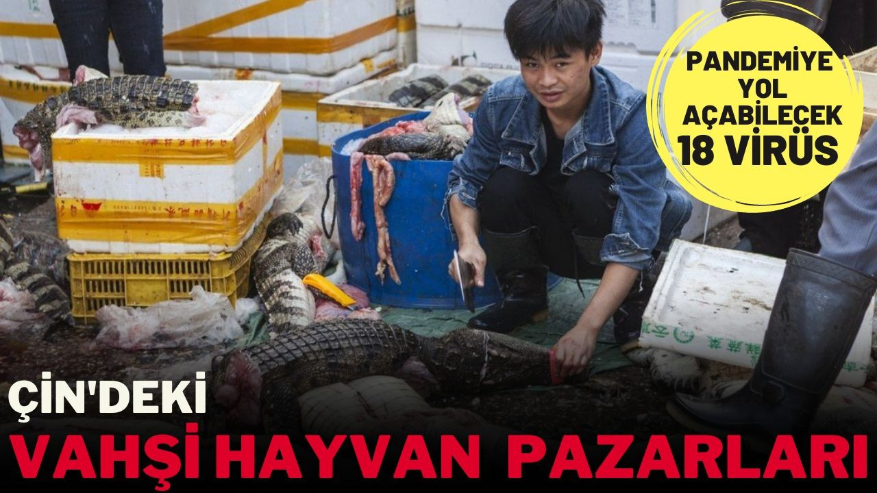 Çin'in vahşi hayvan pazarları virüs saçıyor