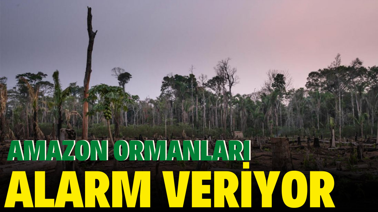 Amazonlar'da son 15 yılın en büyük orman kaybı