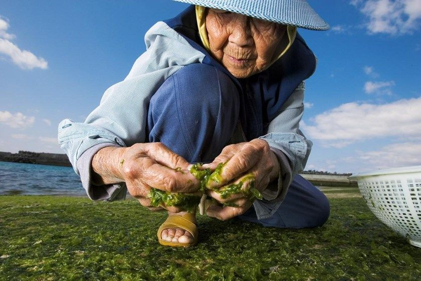 Okinawalıların uzun yaşam sırrı karbonhidrat mı? - Sayfa 1
