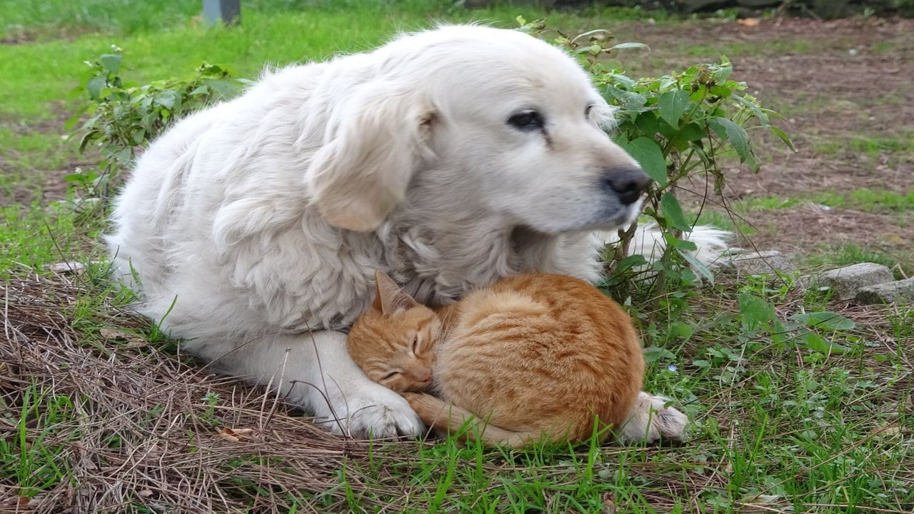 Kedi ile köpeğin dostluğu