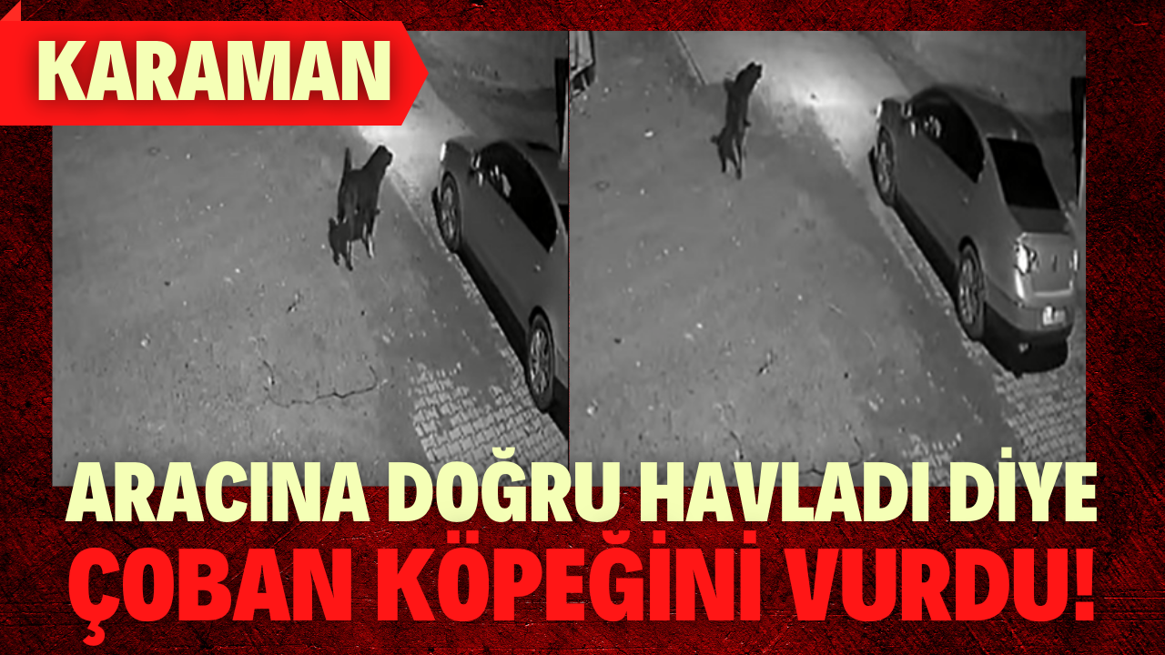 Karaman'da köpeği tabancayla vurdu