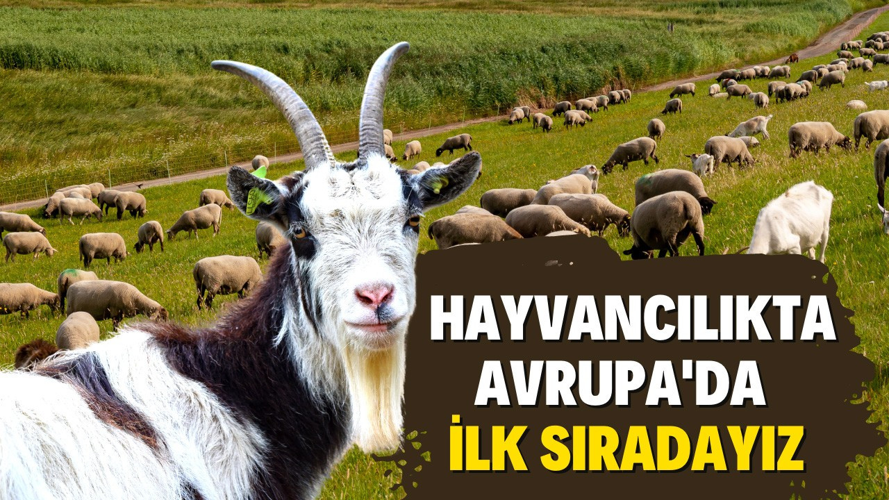 Türkiye hayvancılıkta Avrupa'da ilk sırada