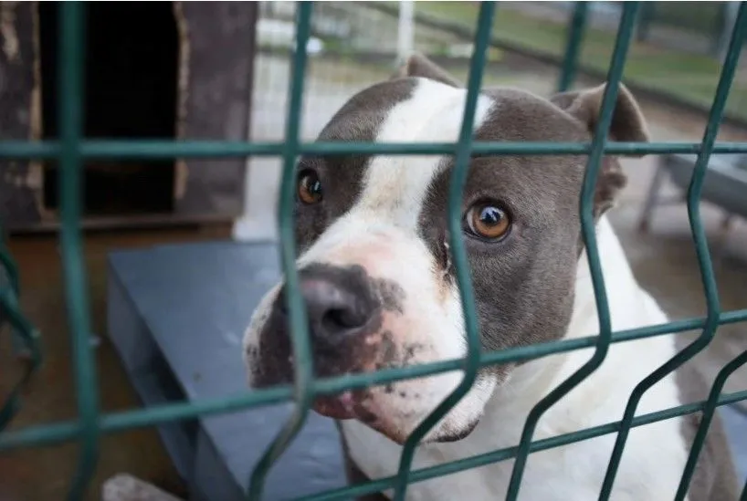 'Yasaklı ırk' köpekler için barınakta yer kalmadı