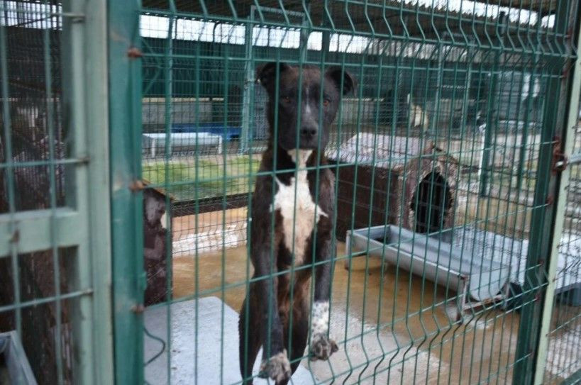 'Yasaklı ırk' köpekler için barınakta yer kalmadı - Sayfa 5