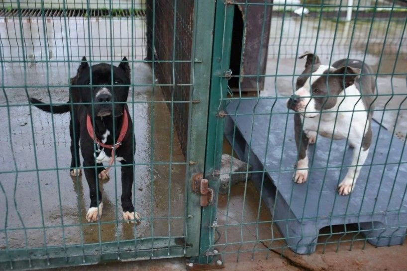 'Yasaklı ırk' köpekler için barınakta yer kalmadı - Sayfa 8