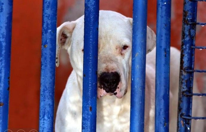 Barınaklar yasaklı ırk köpeklerle doldu - Sayfa 5