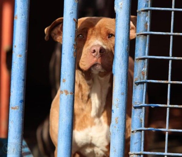 Barınaklar yasaklı ırk köpeklerle doldu - Sayfa 6