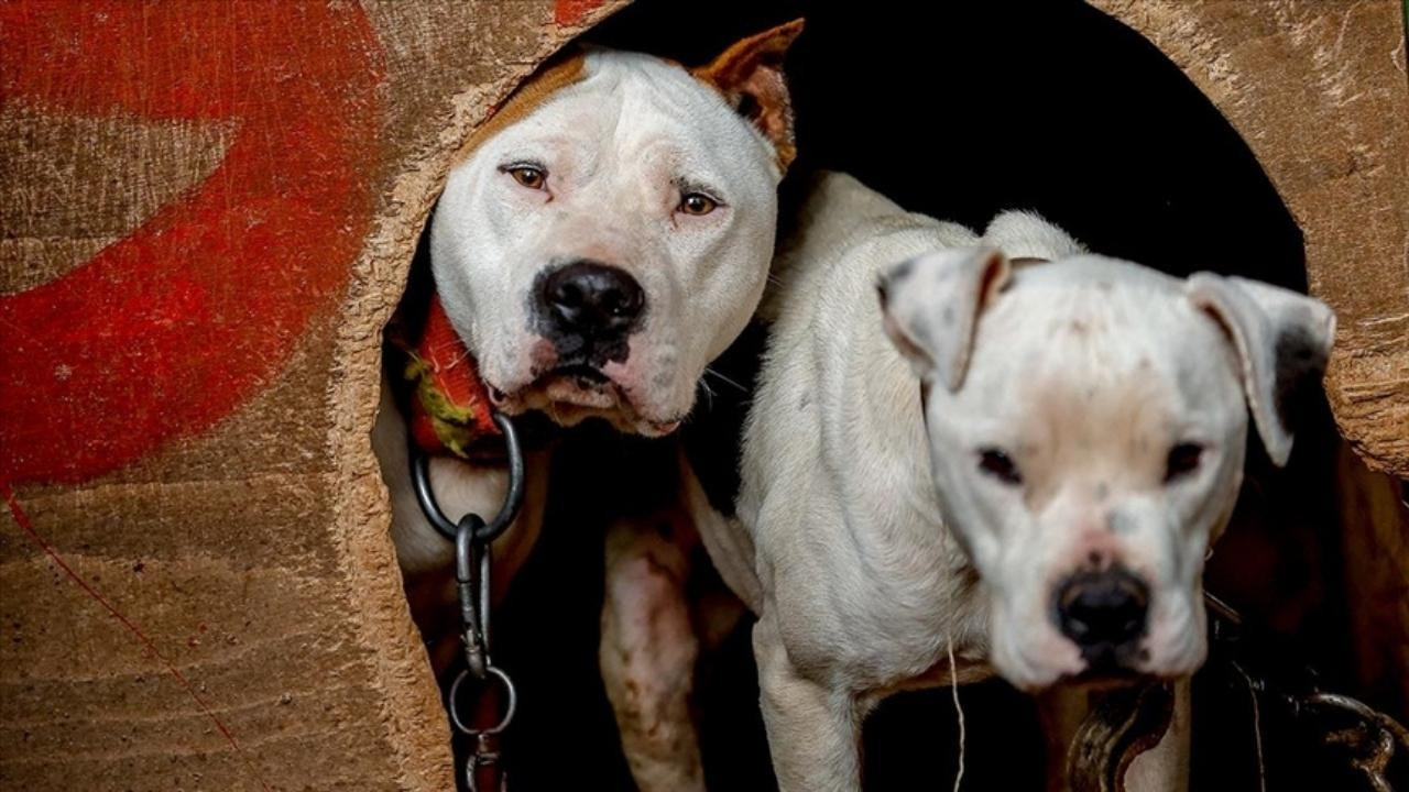 Barınaklar yasaklı ırk köpeklerle doldu