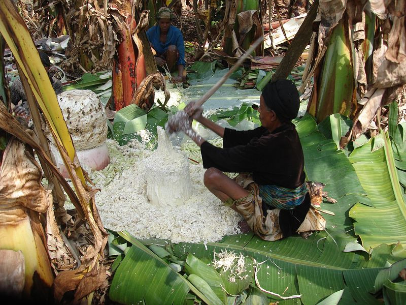 "Yalancı muz"  adıyla bilinen "enset" iklim değişikliği ve açlığa çare mi? - Sayfa 6