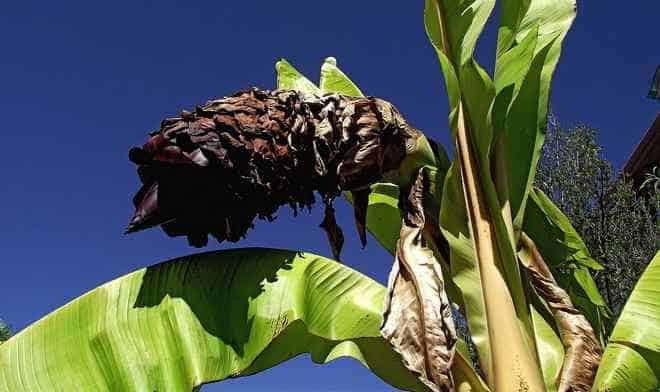 "Yalancı muz"  adıyla bilinen "enset" iklim değişikliği ve açlığa çare mi? - Sayfa 7