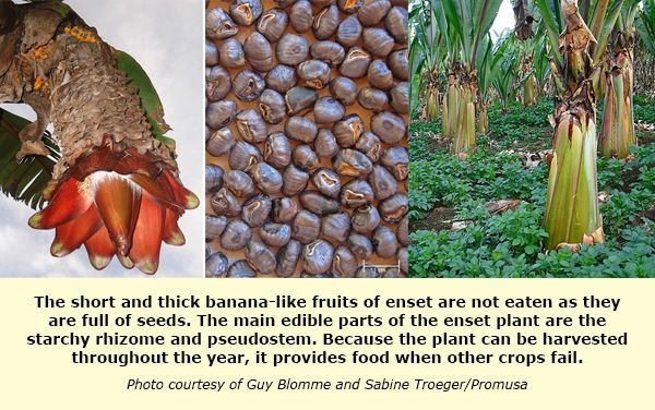 "Yalancı muz"  adıyla bilinen "enset" iklim değişikliği ve açlığa çare mi? - Sayfa 8