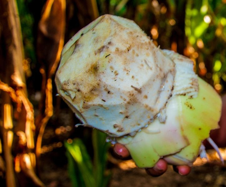 "Yalancı muz"  adıyla bilinen "enset" iklim değişikliği ve açlığa çare mi? - Sayfa 9