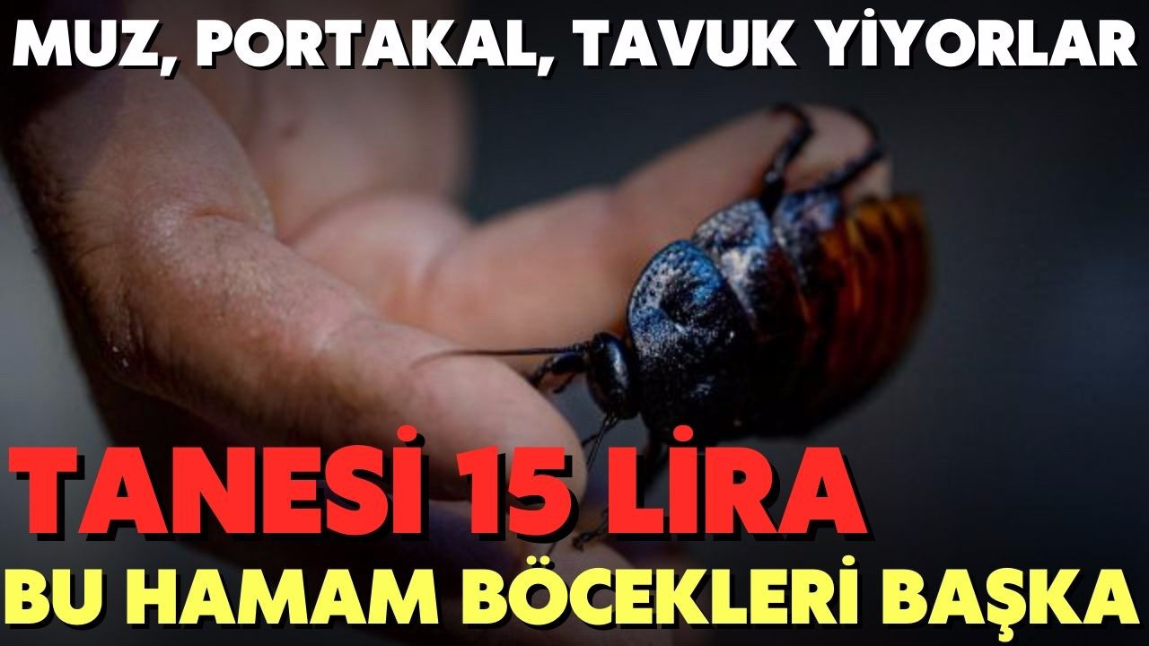 15 Liraya hamam böceği