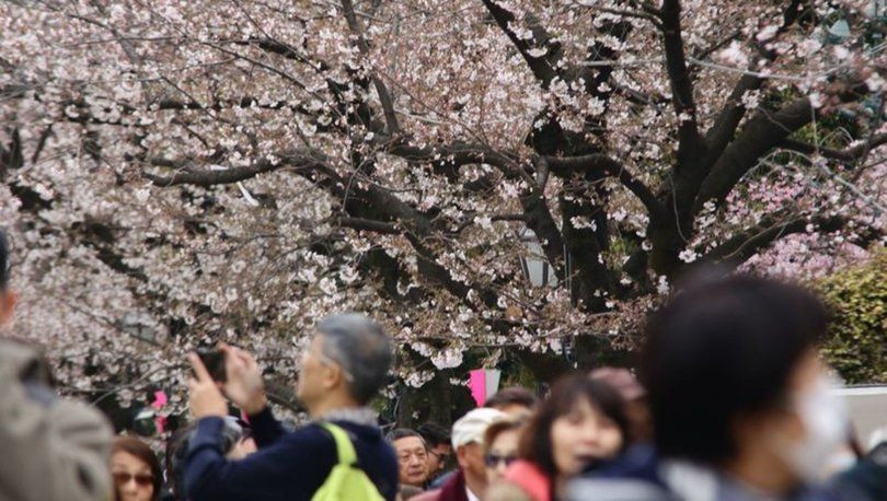 Japonya'da ilkbahar başlangıcının simgesi sakuralar açtı - Sayfa 5