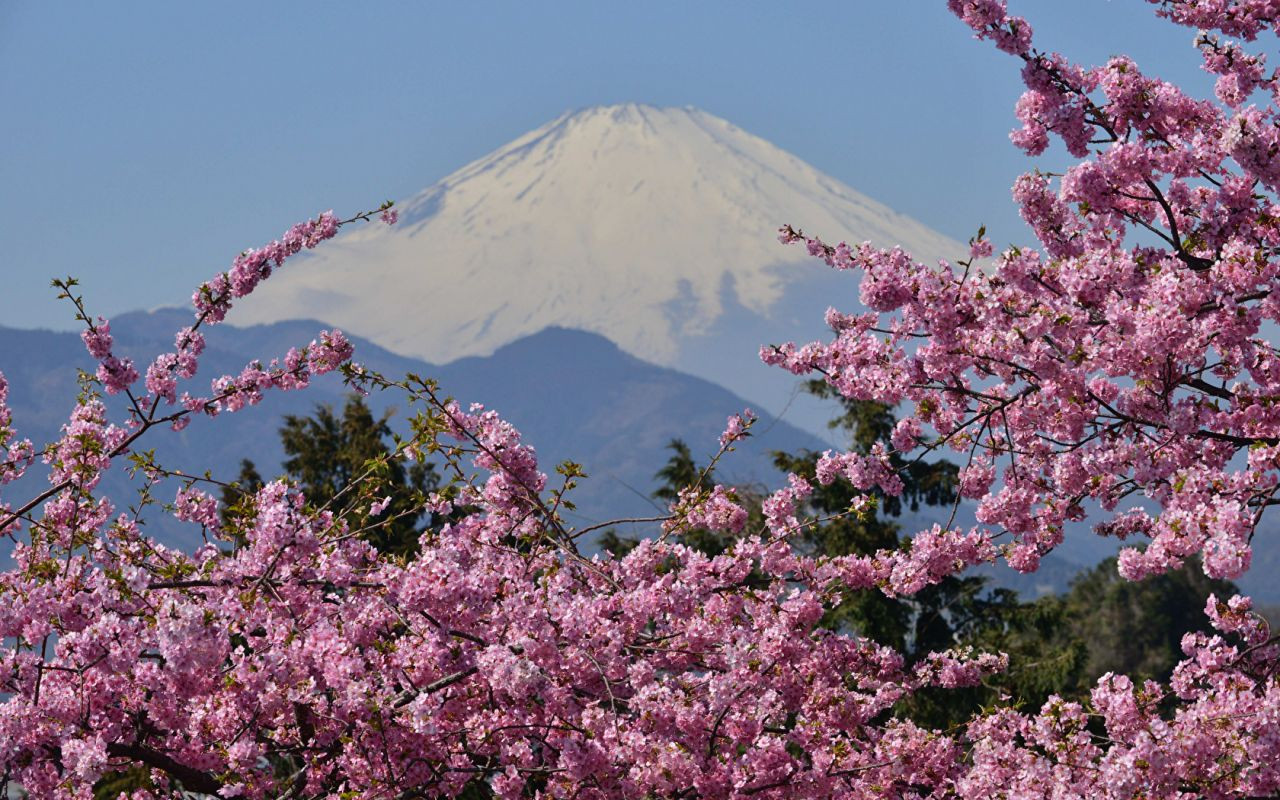 Japonya'da ilkbahar başlangıcının simgesi sakuralar açtı - Sayfa 4