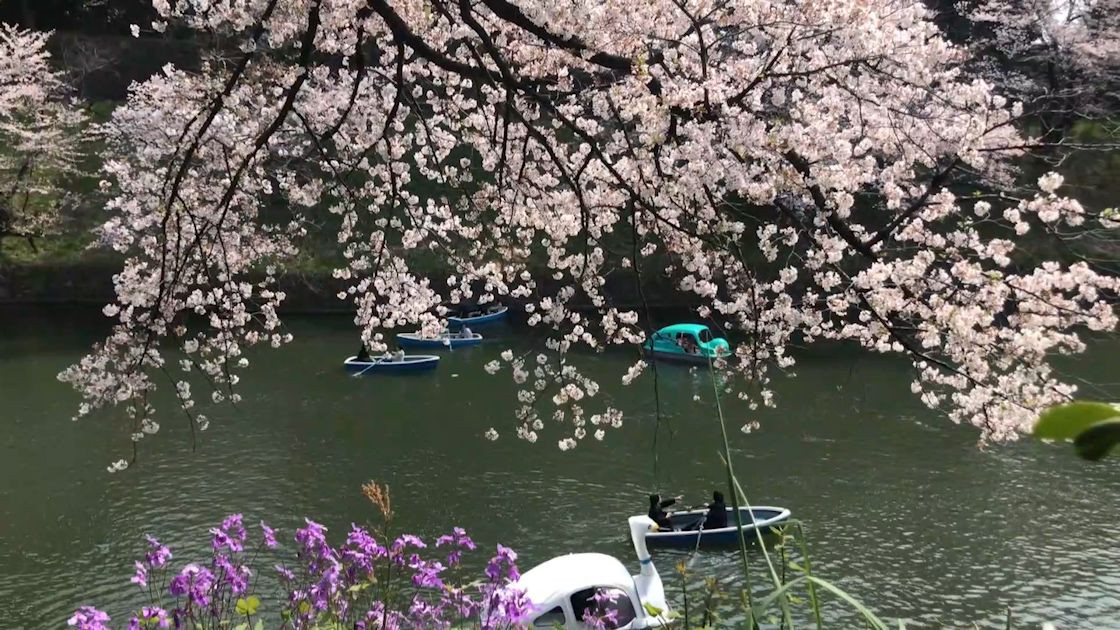 Japonya'da ilkbahar başlangıcının simgesi sakuralar açtı - Sayfa 2