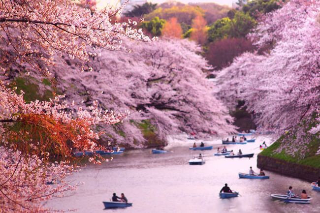 Japonya'da ilkbahar başlangıcının simgesi sakuralar açtı - Sayfa 7