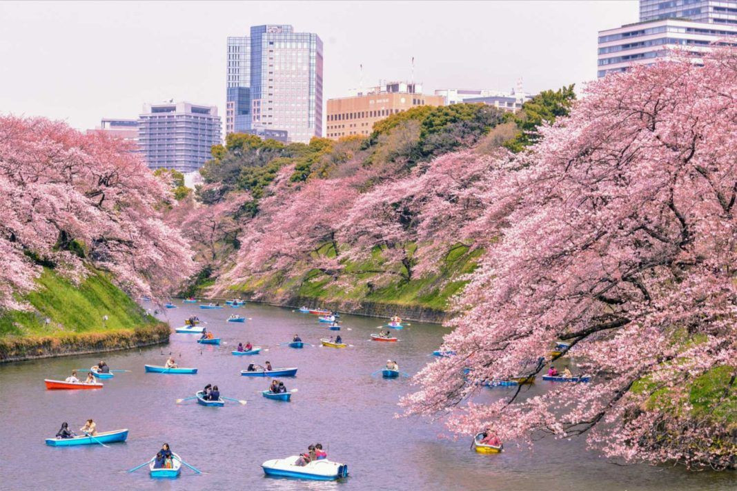 Japonya'da ilkbahar başlangıcının simgesi sakuralar açtı - Sayfa 8