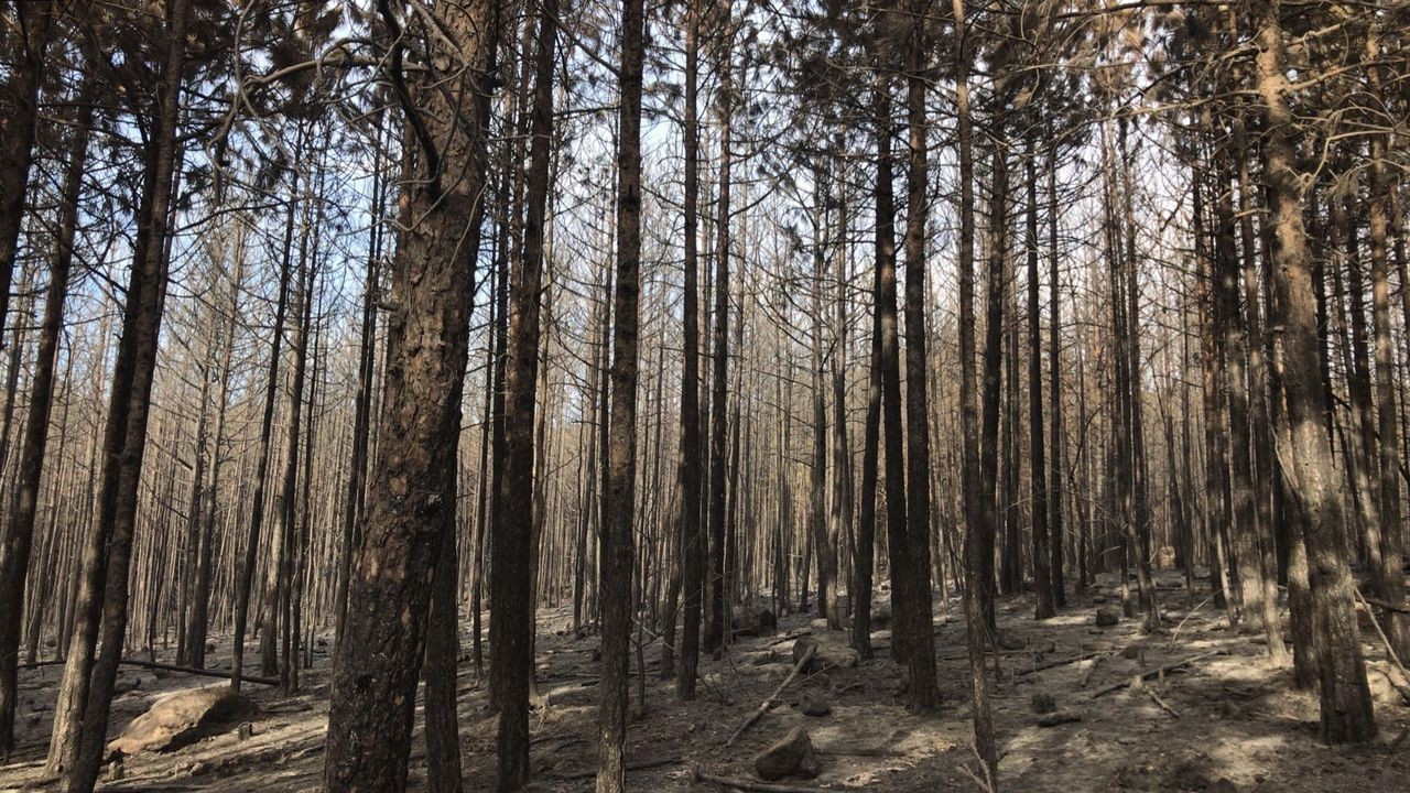 Ormanlık alanda çıkan yangın kontrol altına alındı