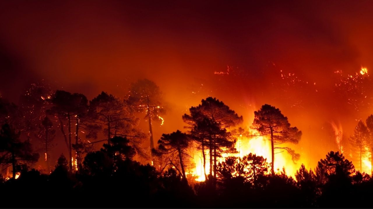 New Mexico eyaletinde orman yangınları sürüyor