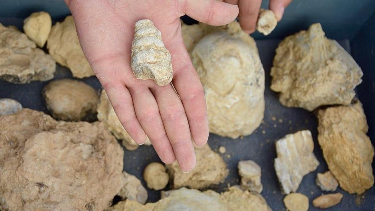 Suudi Arabistan'da 80 milyon yıllık kalıntı