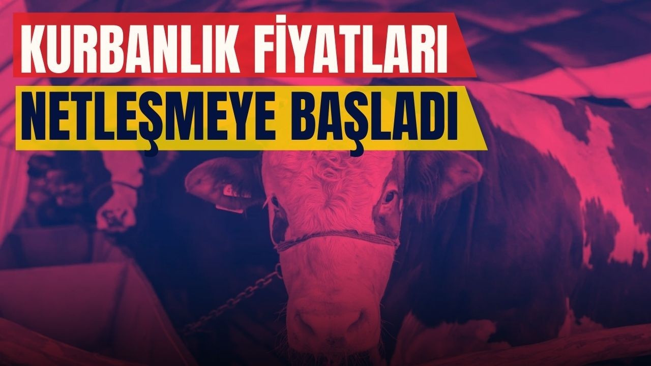 Kurbanlık fiyatları belli oldu