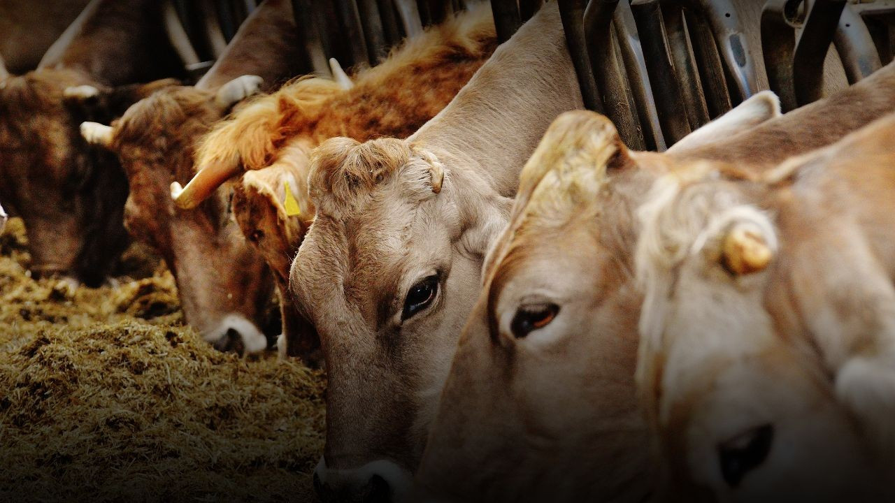 ABD'de aşırı sıcaklardan 2 bin sığır telef oldu