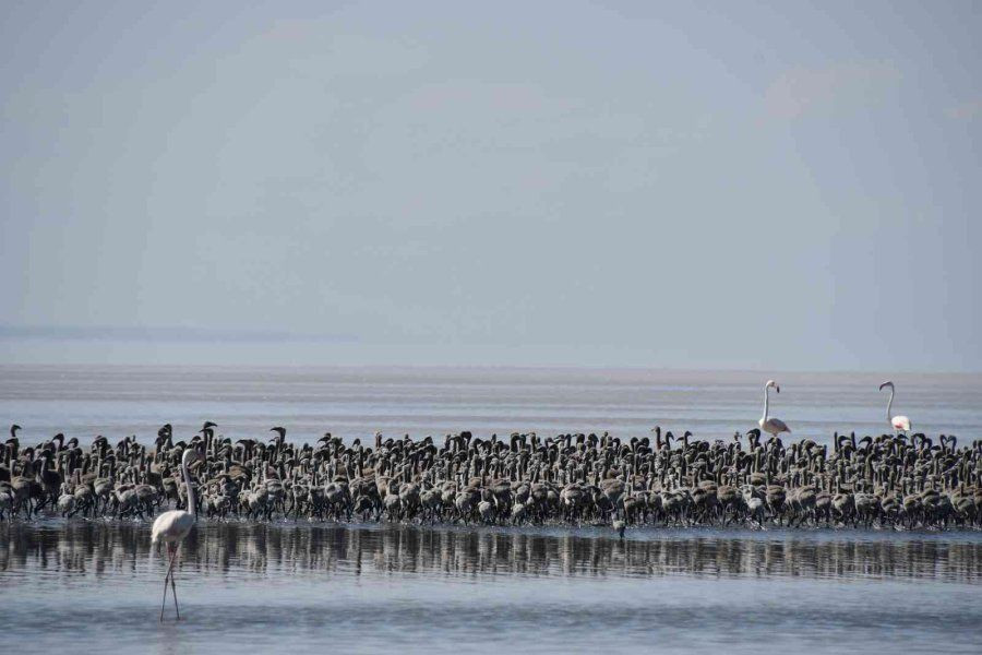 Binlerce flamingo ilk defa kanat çırptı - Sayfa 7