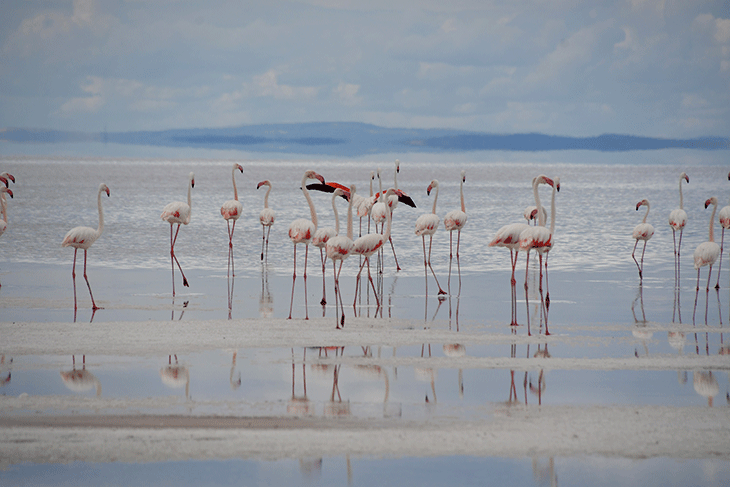 Binlerce flamingo ilk defa kanat çırptı - Sayfa 1