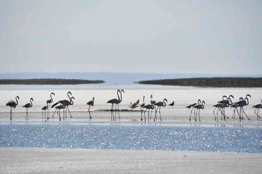 Binlerce flamingo ilk defa kanat çırptı - Sayfa 6