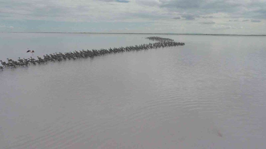 Binlerce flamingo ilk defa kanat çırptı - Sayfa 5