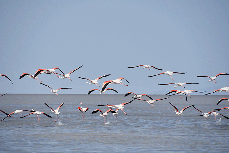 Binlerce flamingo ilk defa kanat çırptı - Sayfa 2